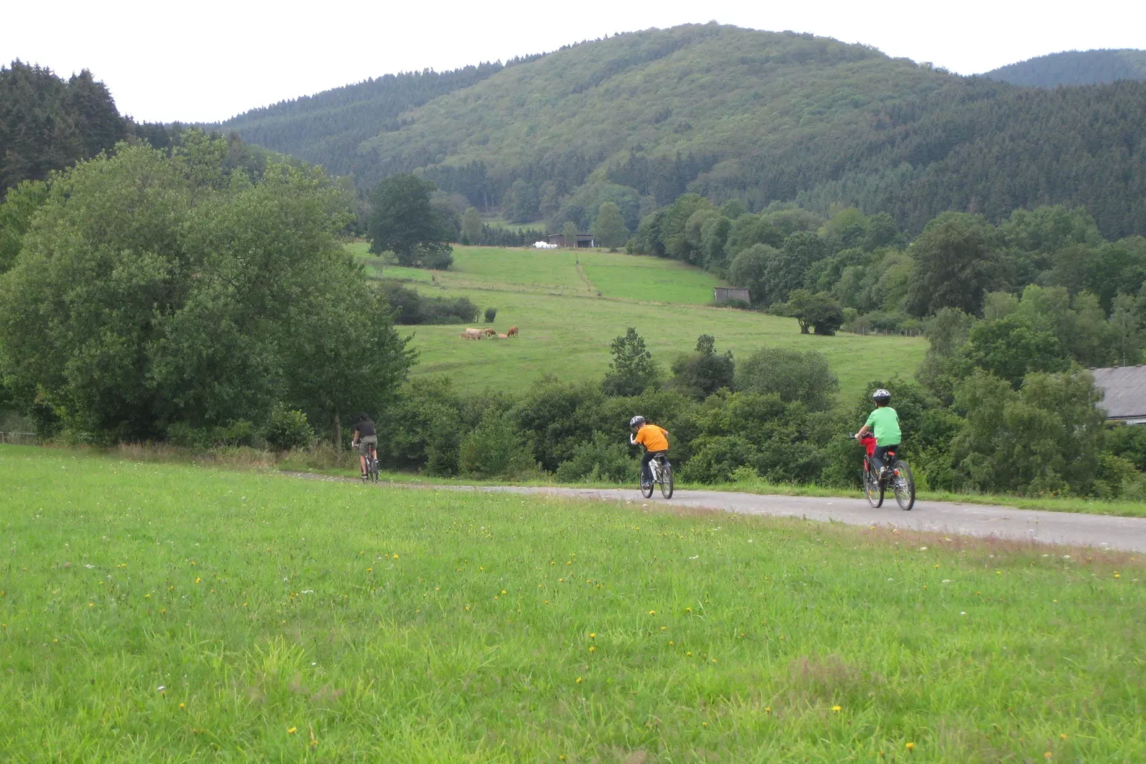 Liesen-Gebieden zomer 1km