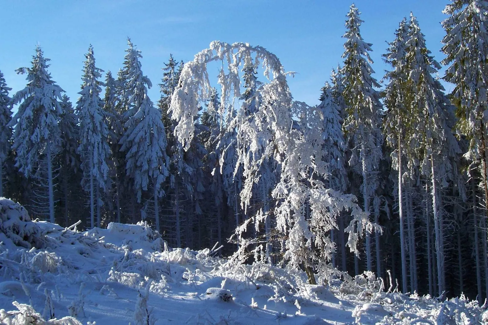 Mörchen-Gebied winter 20km