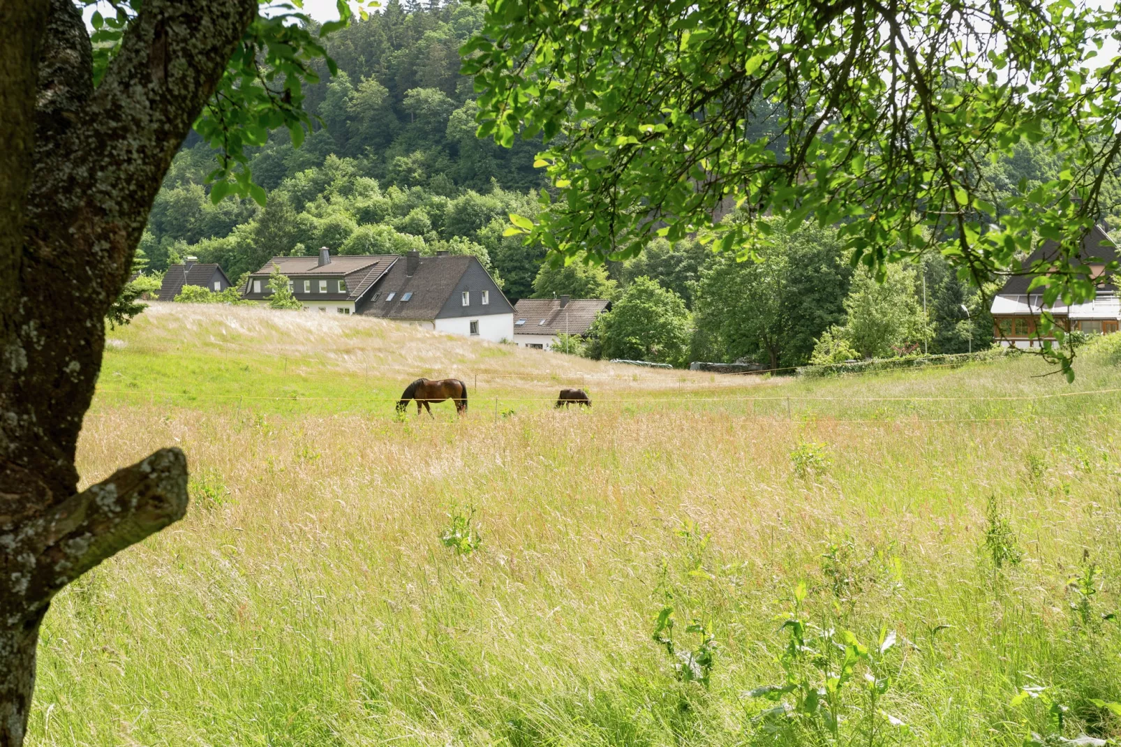 Mörchen-Gebieden zomer 1km