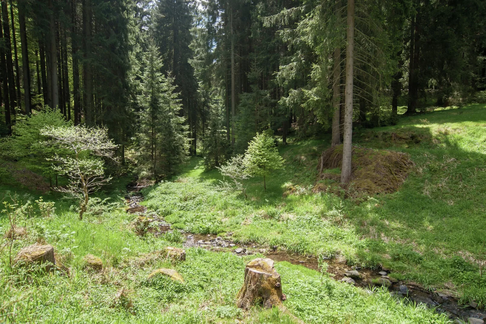 Feriendorf Bad Hundertpfund-Gebieden zomer 1km