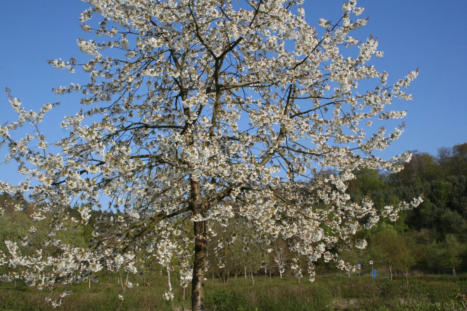 Kellerwaldblick-Sfeer