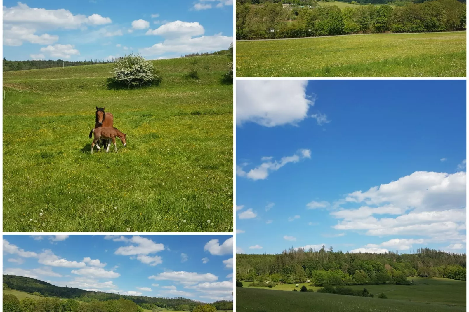 Kellerwaldblick-Gebieden zomer 5km