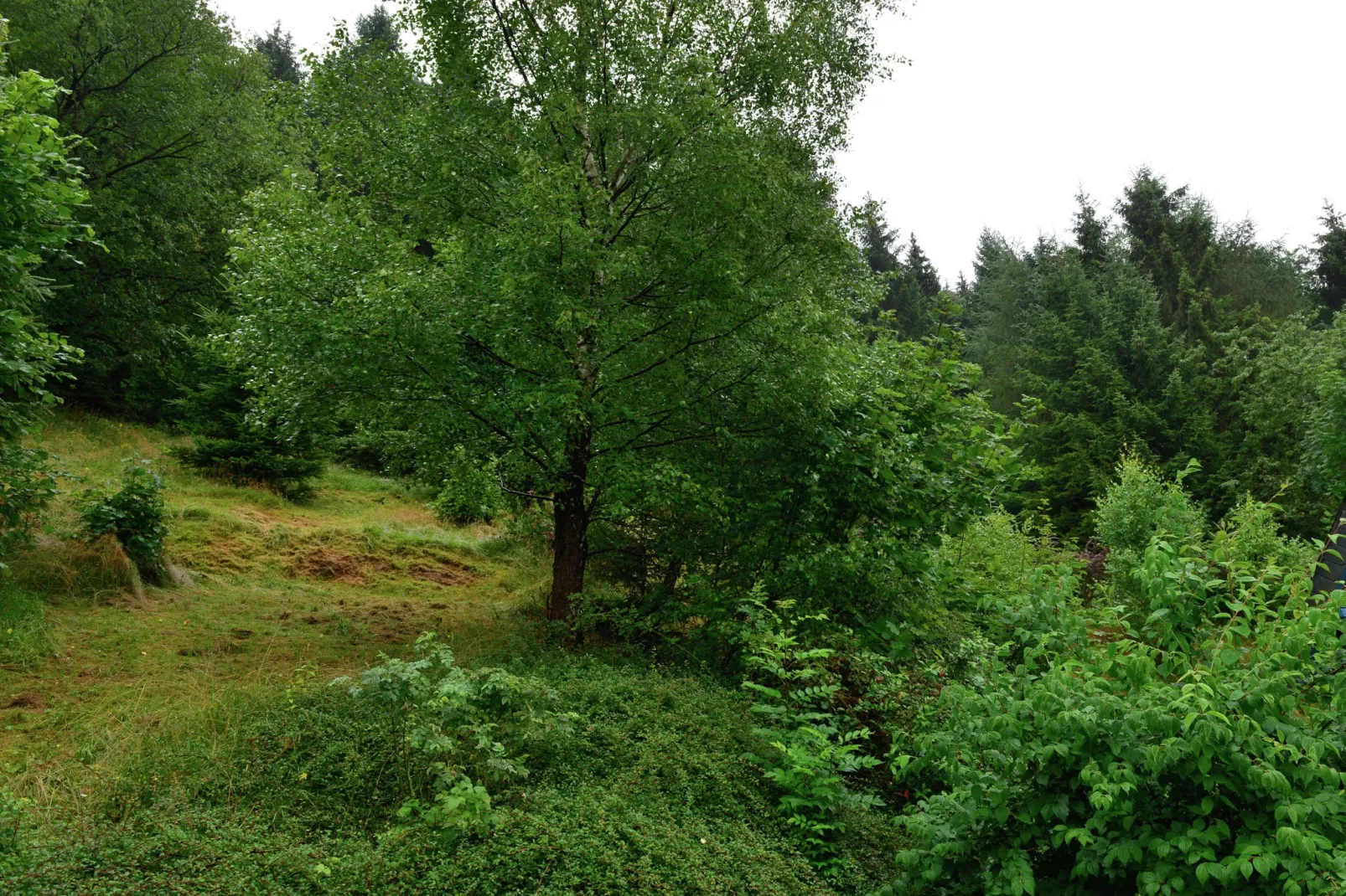 Willingen