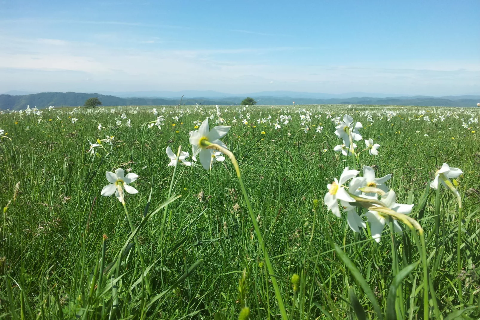 Belvedere-Gebieden zomer 1km