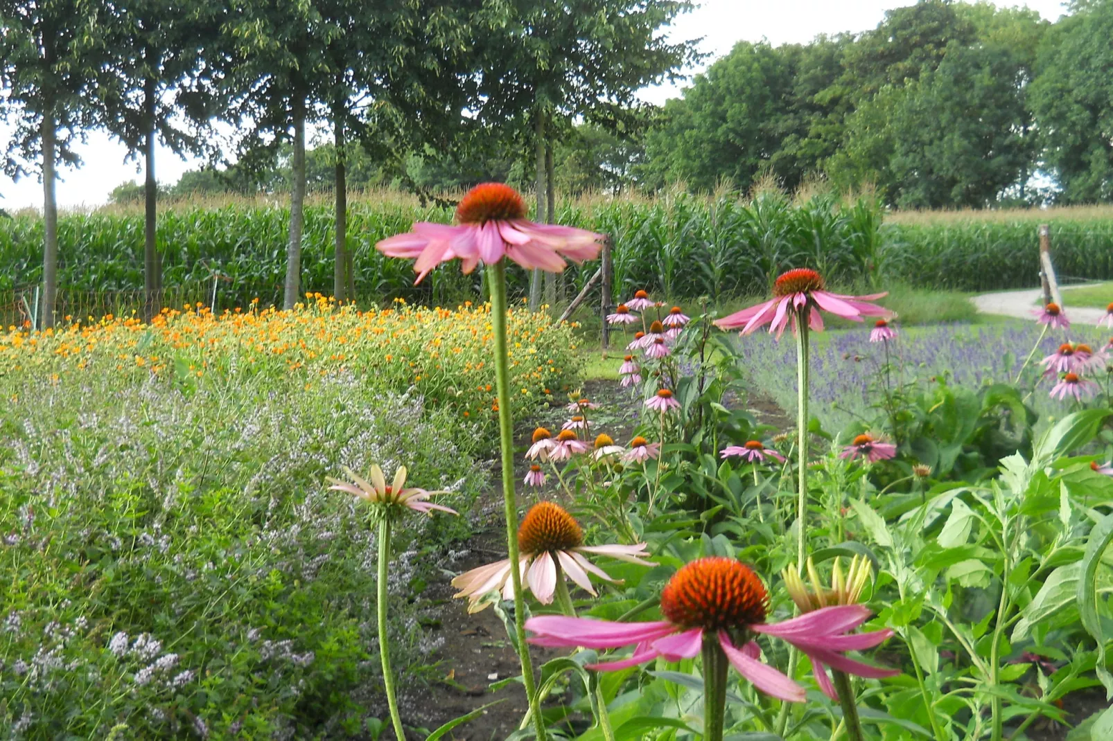 Koetshuis 't Geyn-Landgoed Noordenhoek-Tuinen zomer