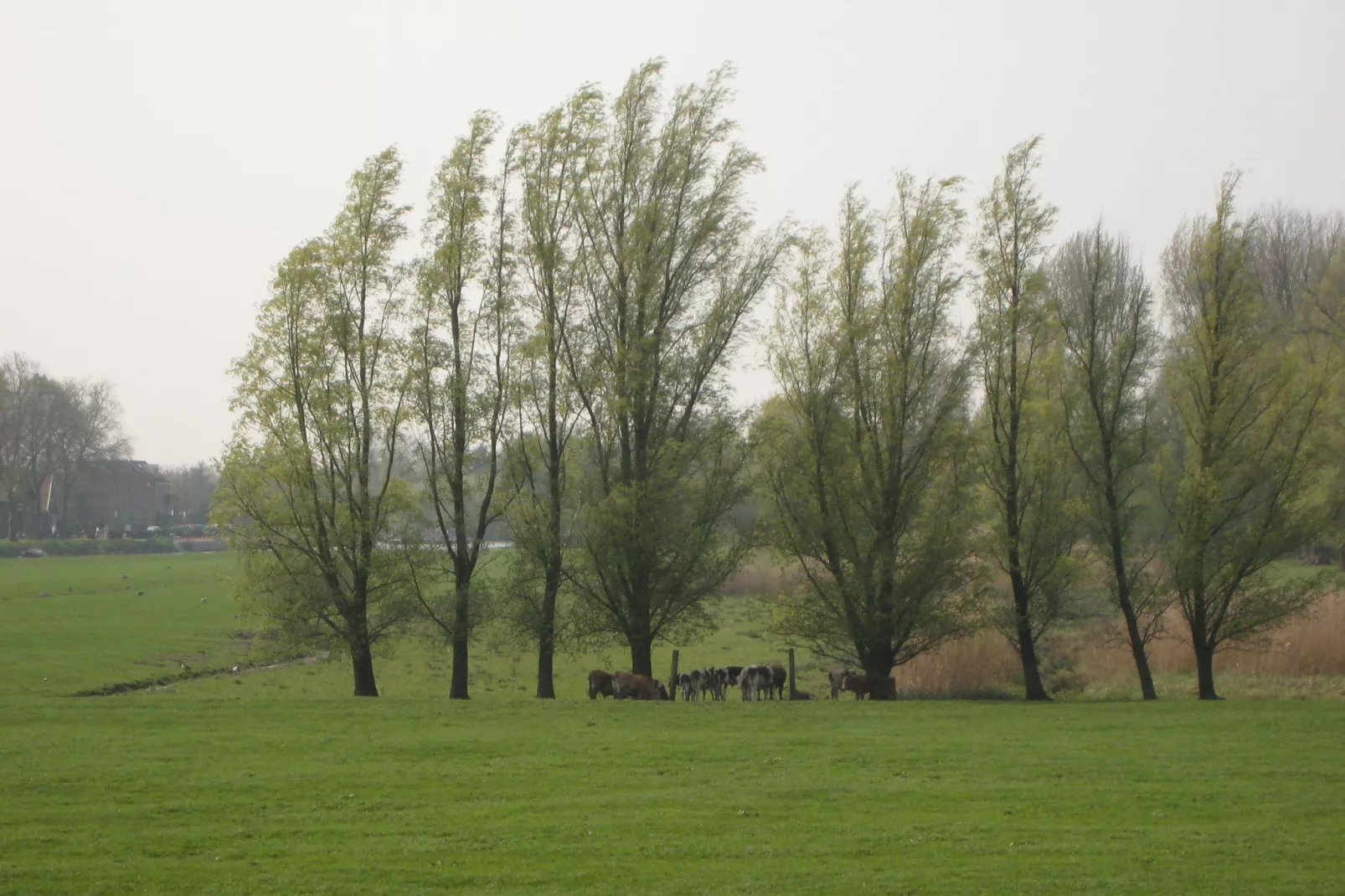 Hoeve Hoogst Tevreden-Gebieden zomer 1km