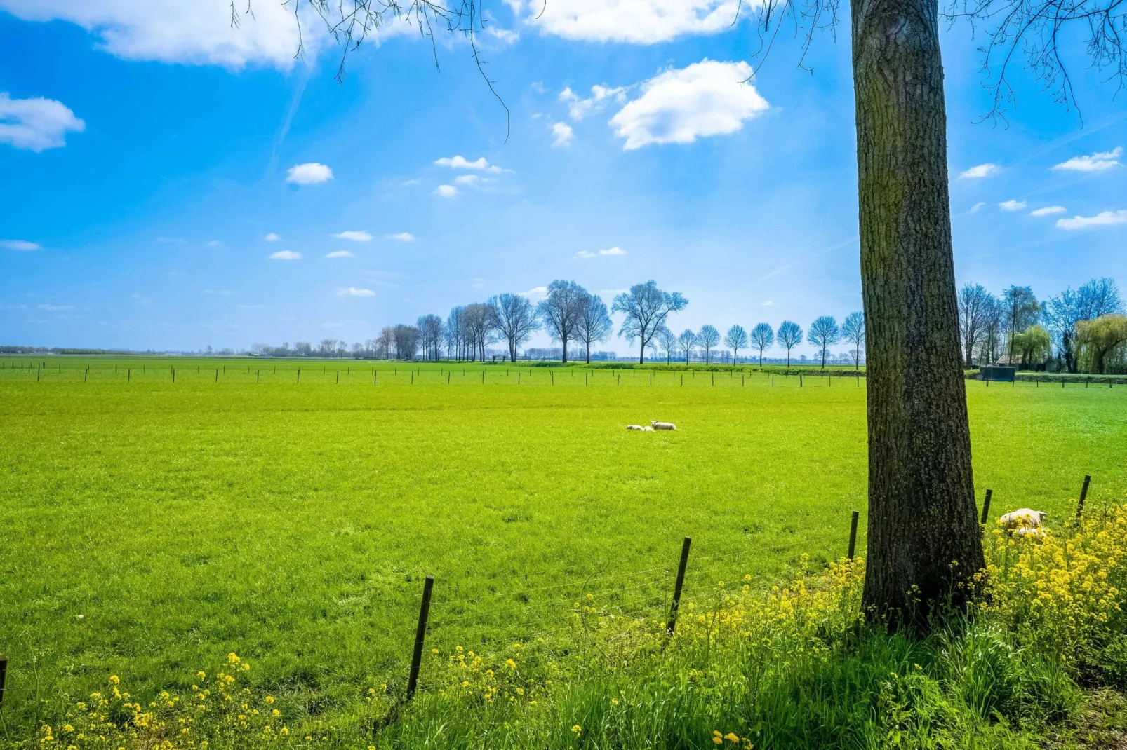 Farm Lodge Zwaluw-Uitzicht zomer