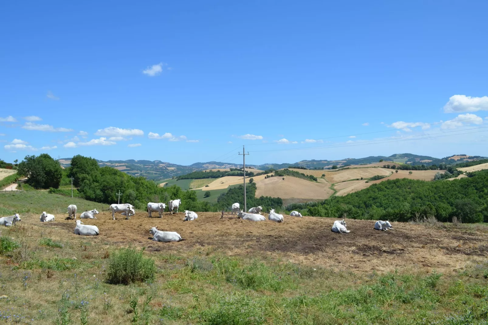 Fuoco-Gebieden zomer 1km