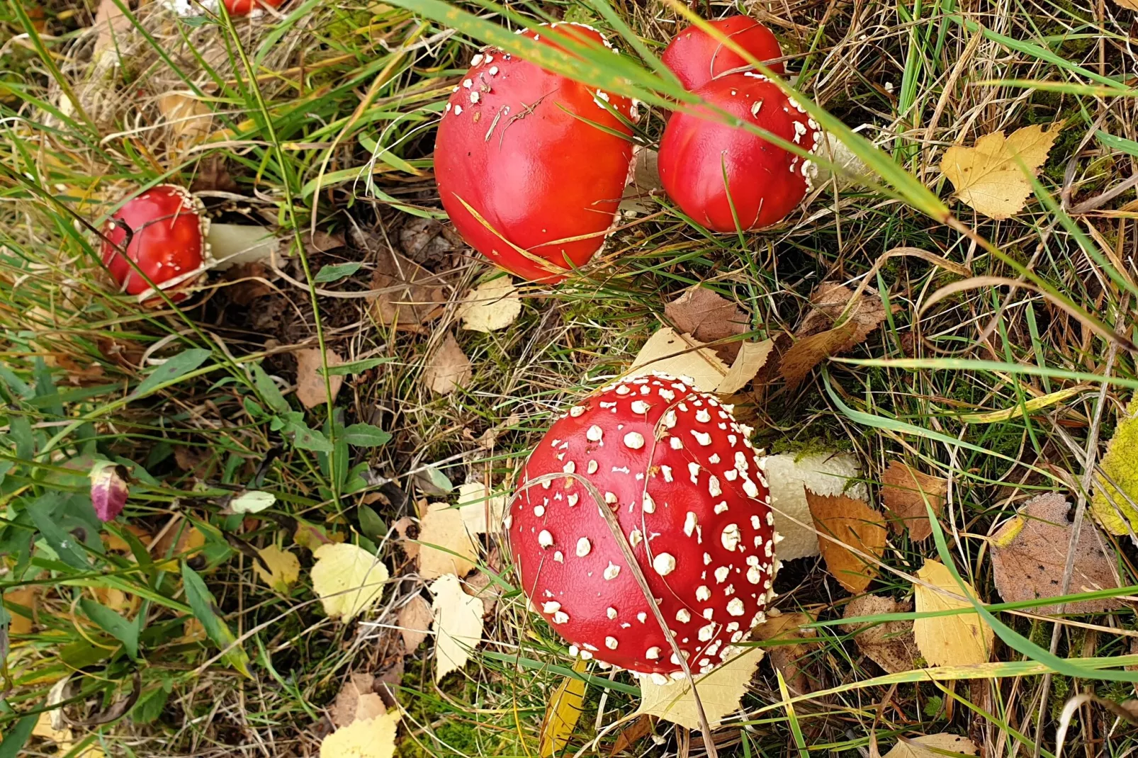 Thüringer Wald-Sfeer