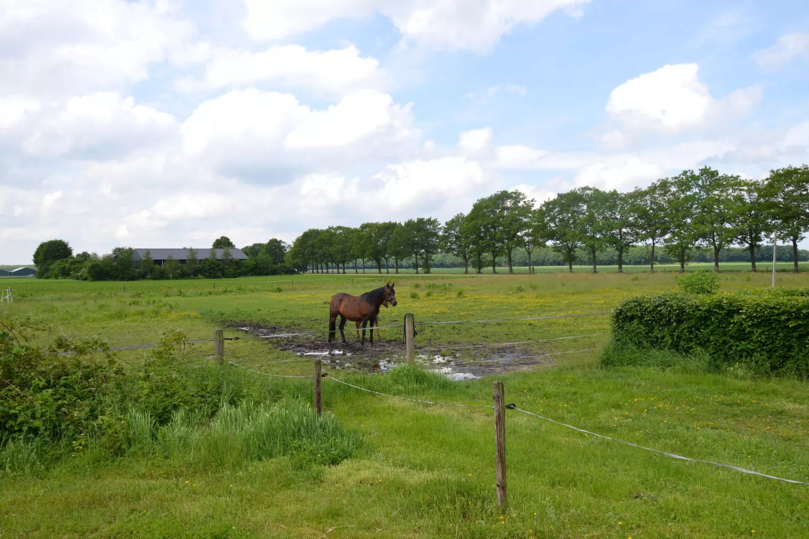 De Kibbelhoeve-Uitzicht zomer