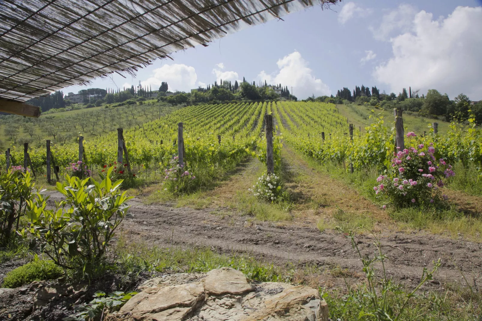 Villa Ulivo-Uitzicht zomer