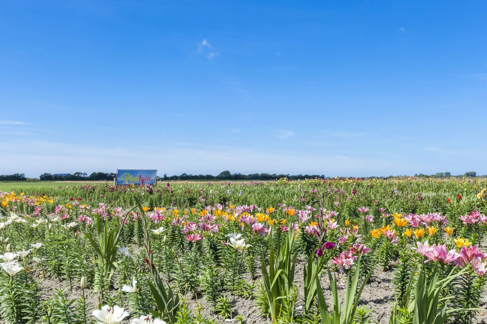 Zeeuwse Schaapskooi-Gebieden zomer 20km