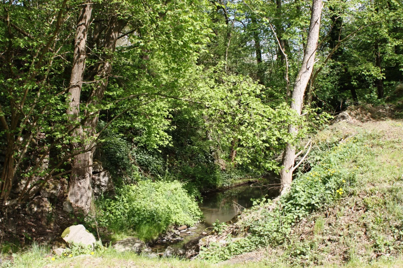 Alte Mühle-Gebieden zomer 1km
