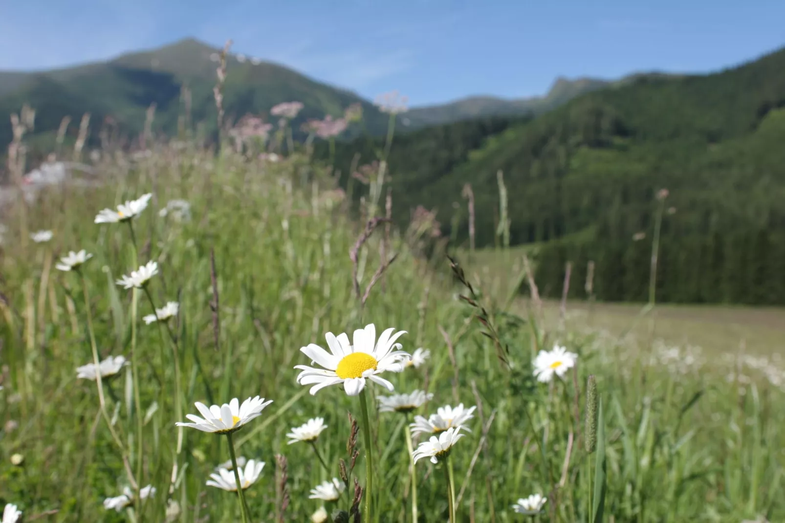 Chalet Victor-Gebieden zomer 1km