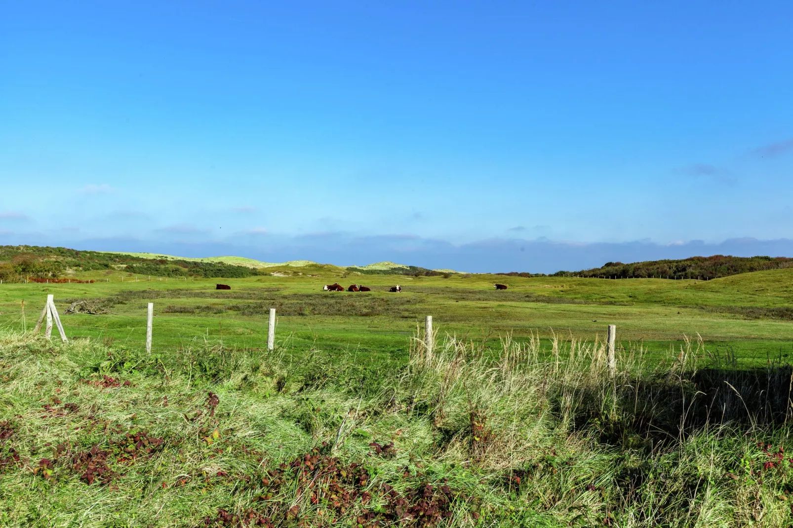 Vier Duinen-Gebieden zomer 1km