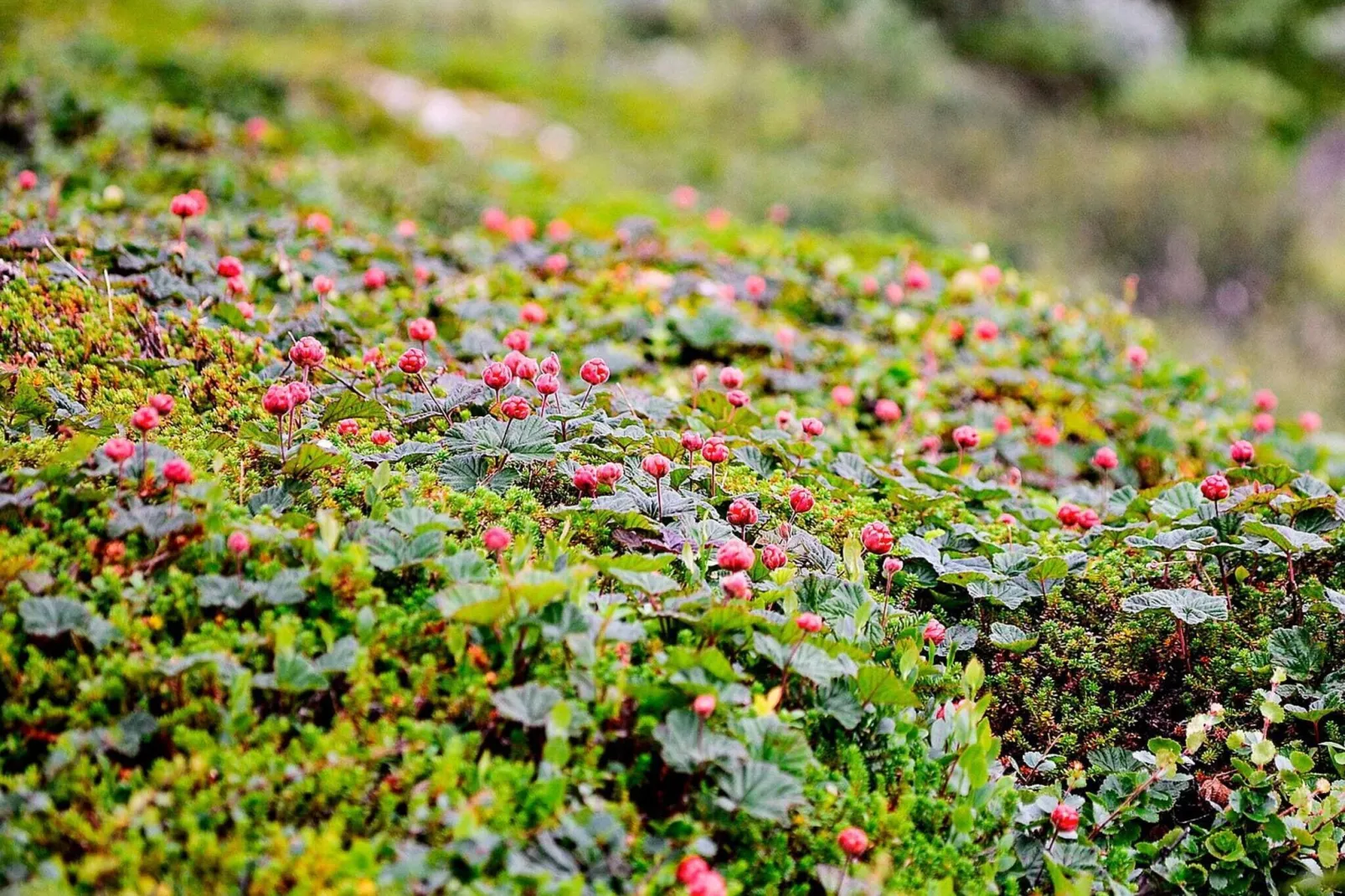 6 persoons vakantie huis in RÖRBÄCKSNÄS-Niet-getagd