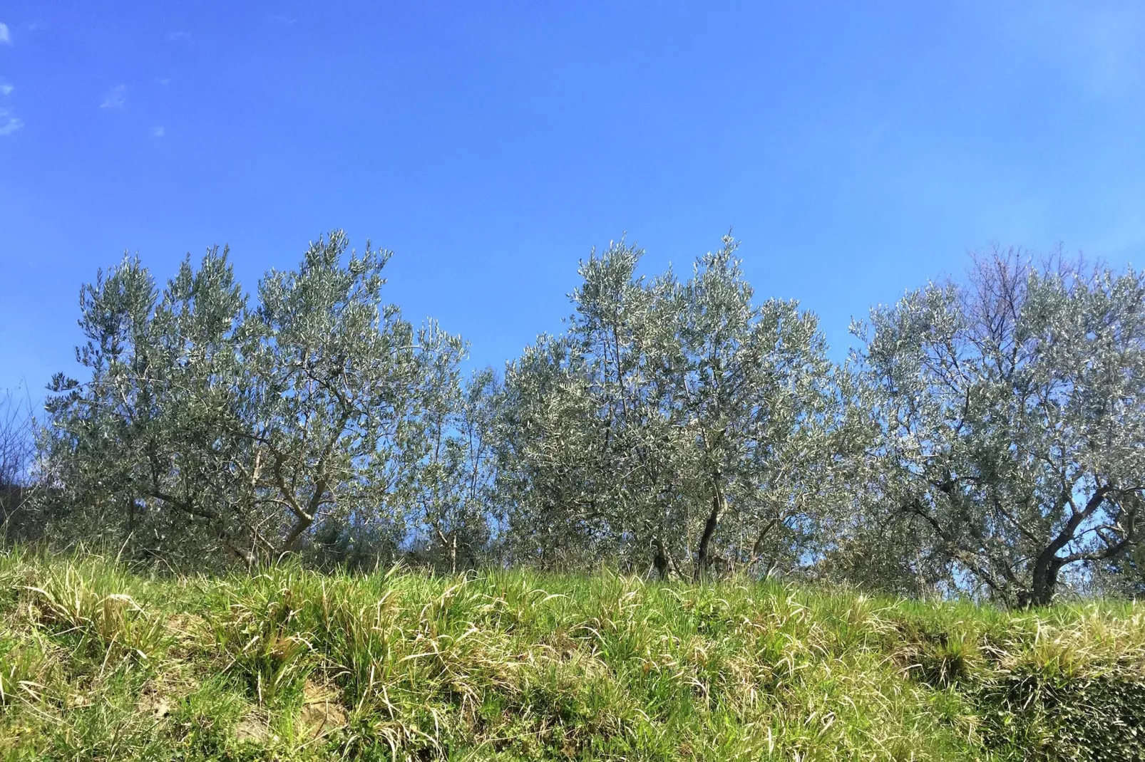 Boerderij voor 5 personen op een berg in Pratomagno-Gebieden zomer 1km