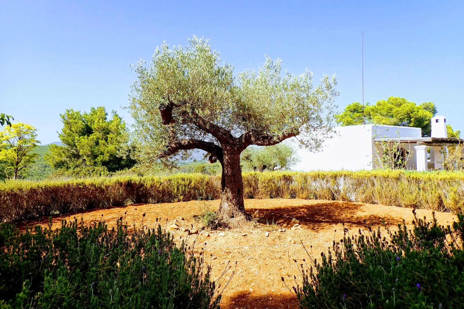 Finca Planetas-Tuinen zomer