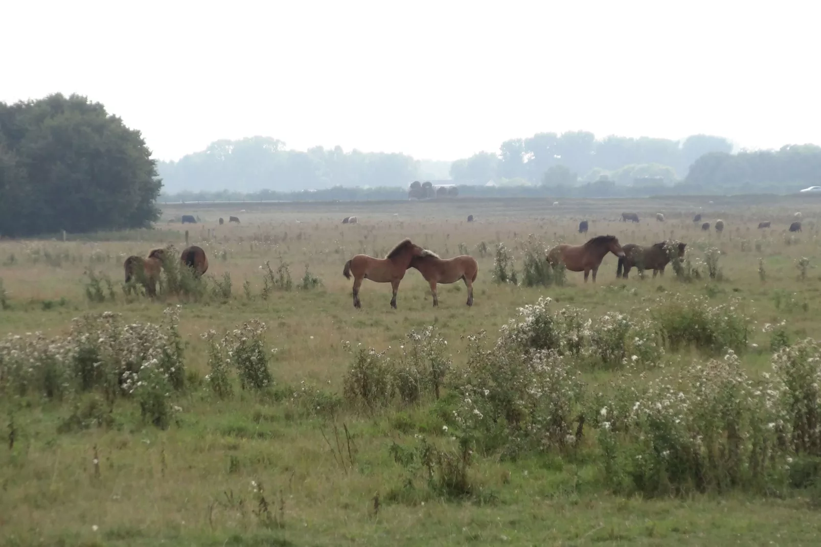 Blandinushof-Gebieden zomer 1km