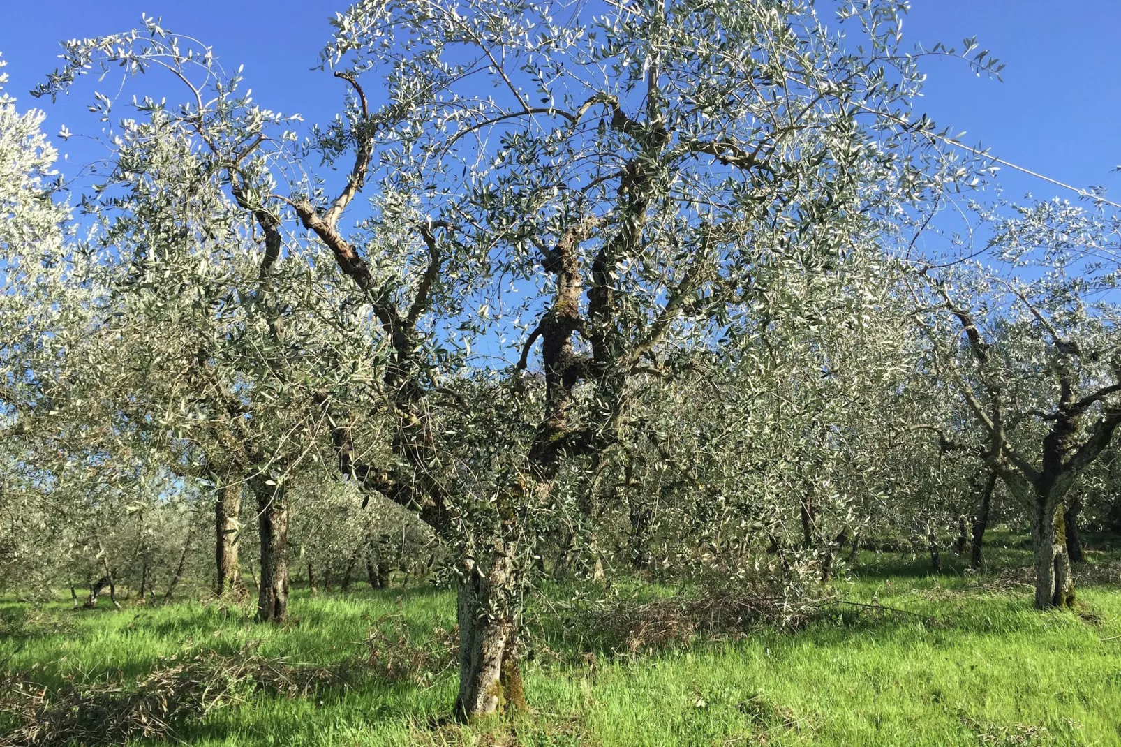 Il Coppo-Gebieden zomer 1km