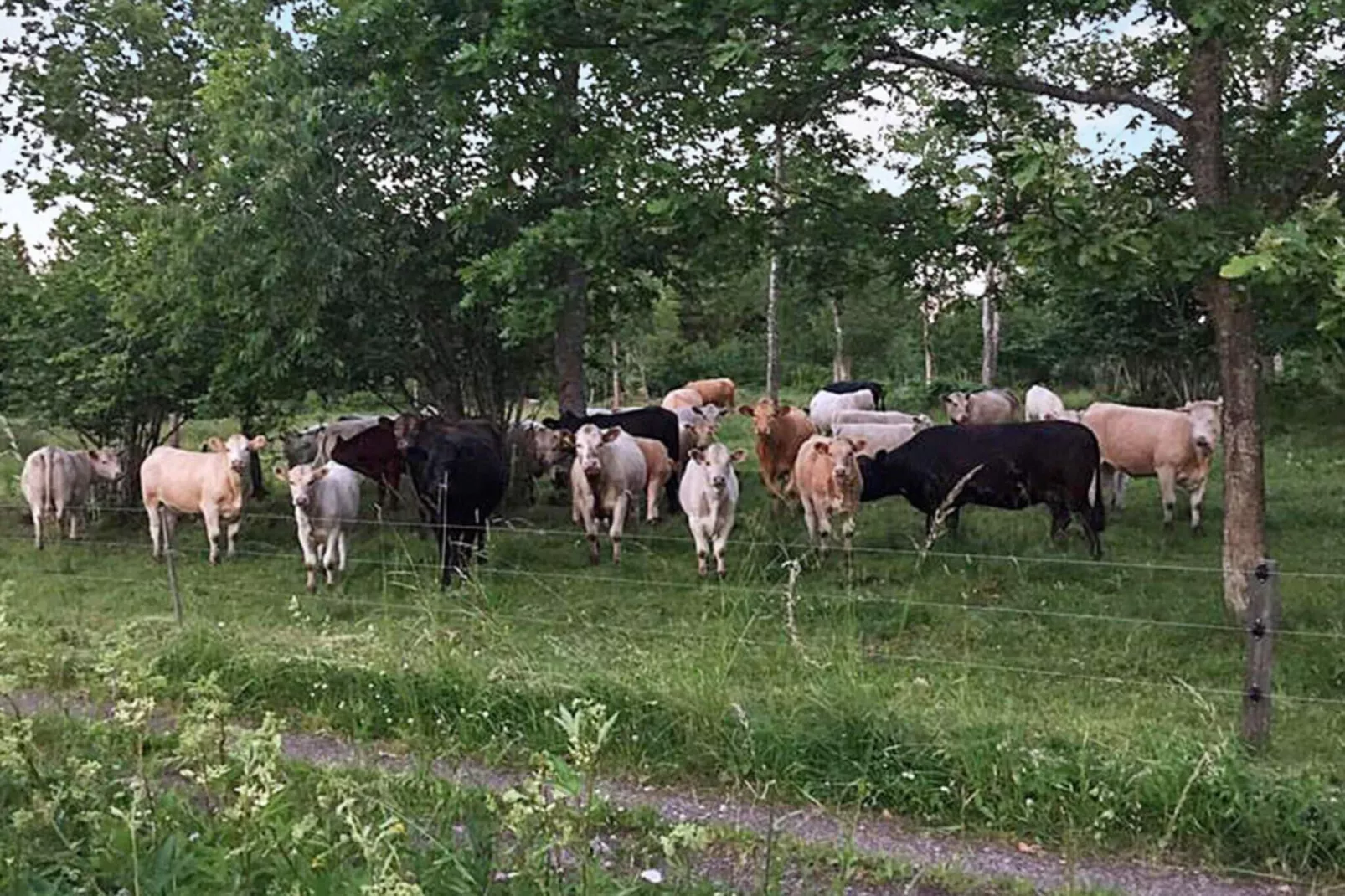 5 persoons vakantie huis in HÄLLEKIS-Niet-getagd