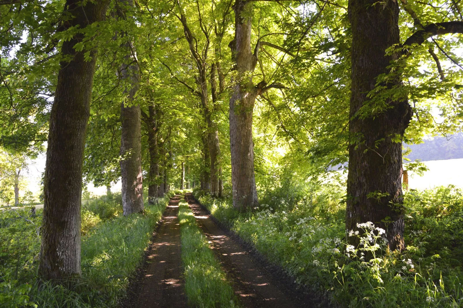 La Hetraie-Gebieden zomer 1km