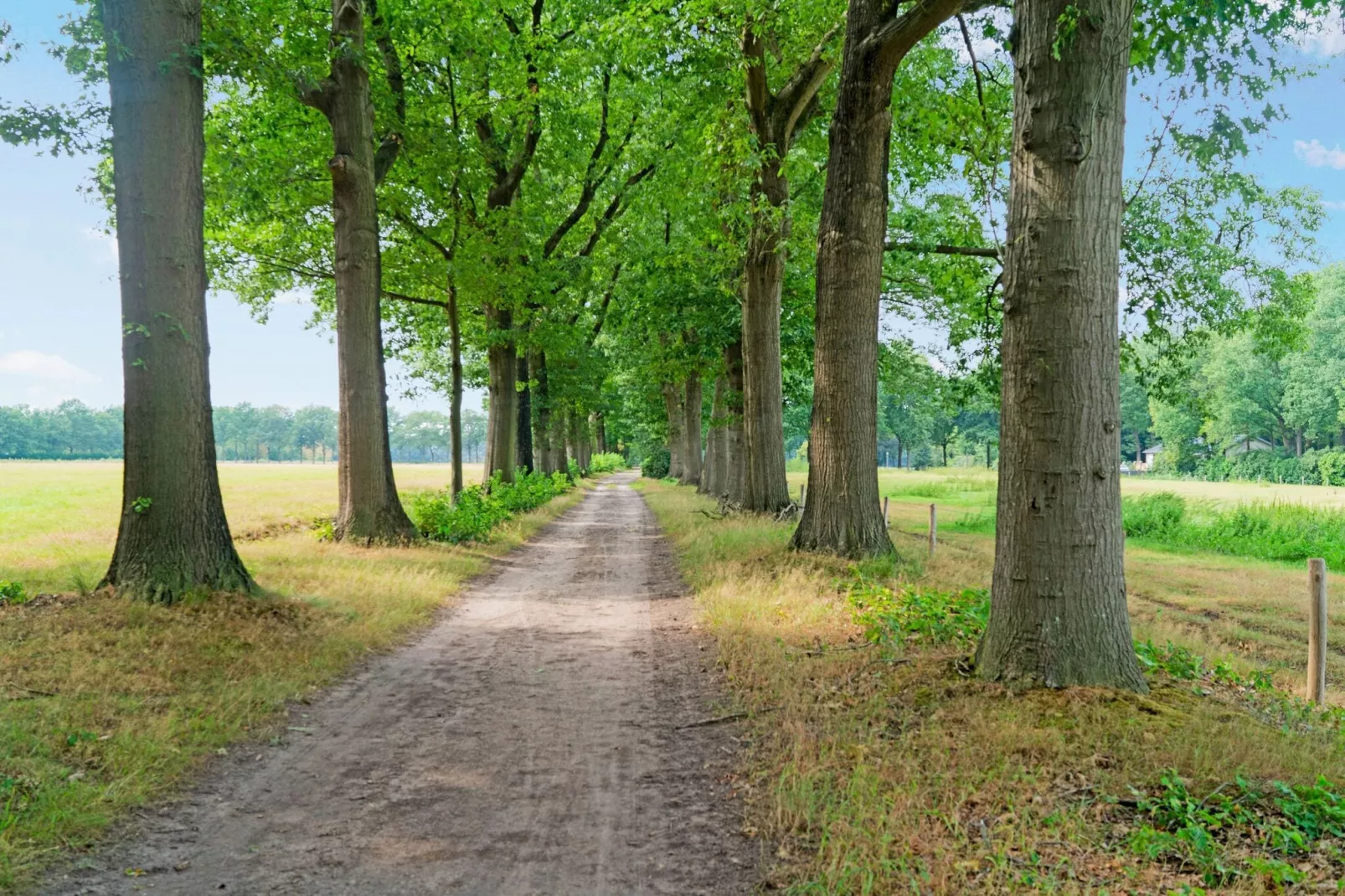 't Bunt-Gebieden zomer 1km