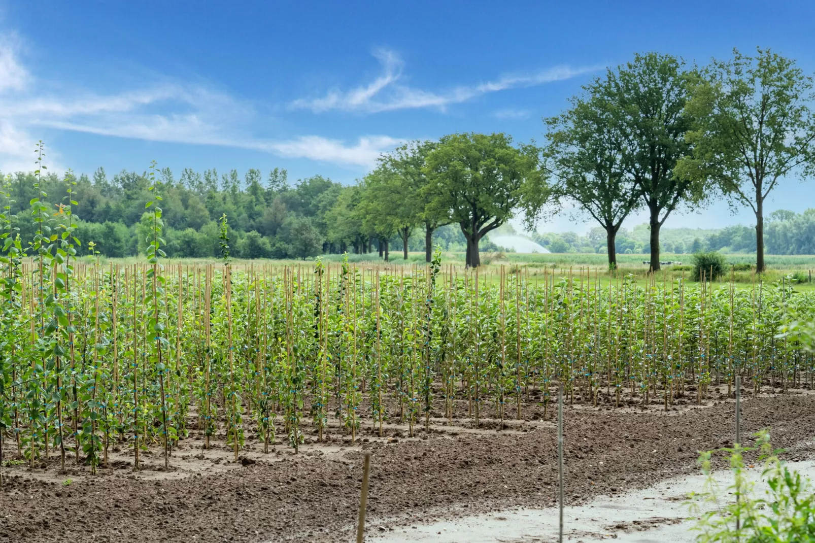 Landgoed de Gun-Gebieden zomer 5km