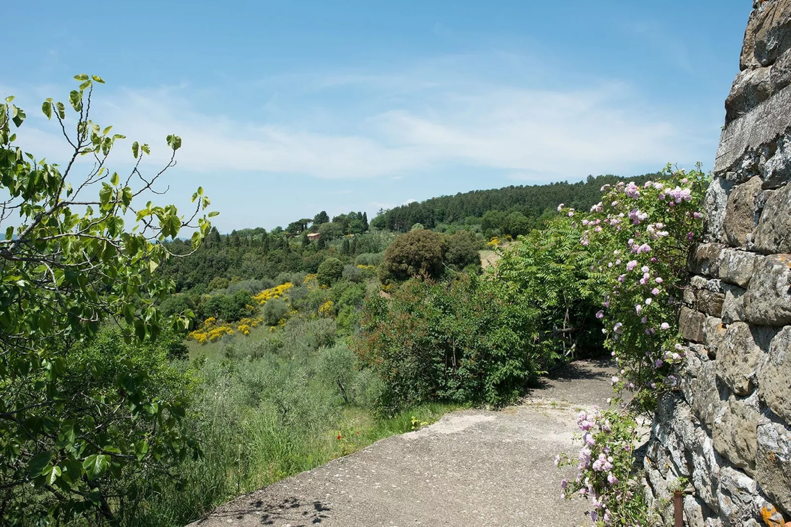 Cipresso-Gebieden zomer 1km