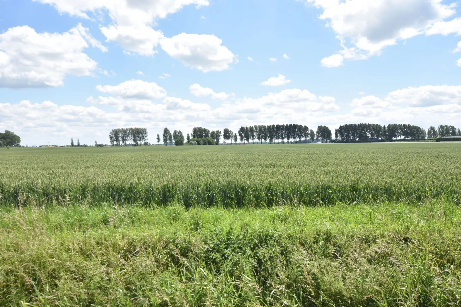 Cosy Groede-Uitzicht zomer