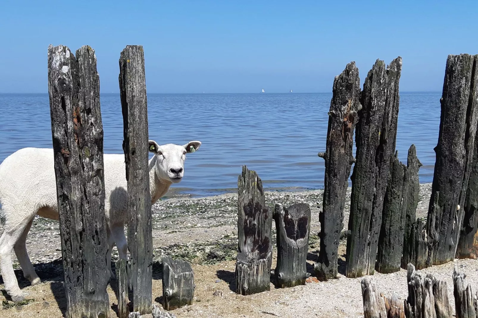 Wadden Festijn-Gebieden zomer 1km