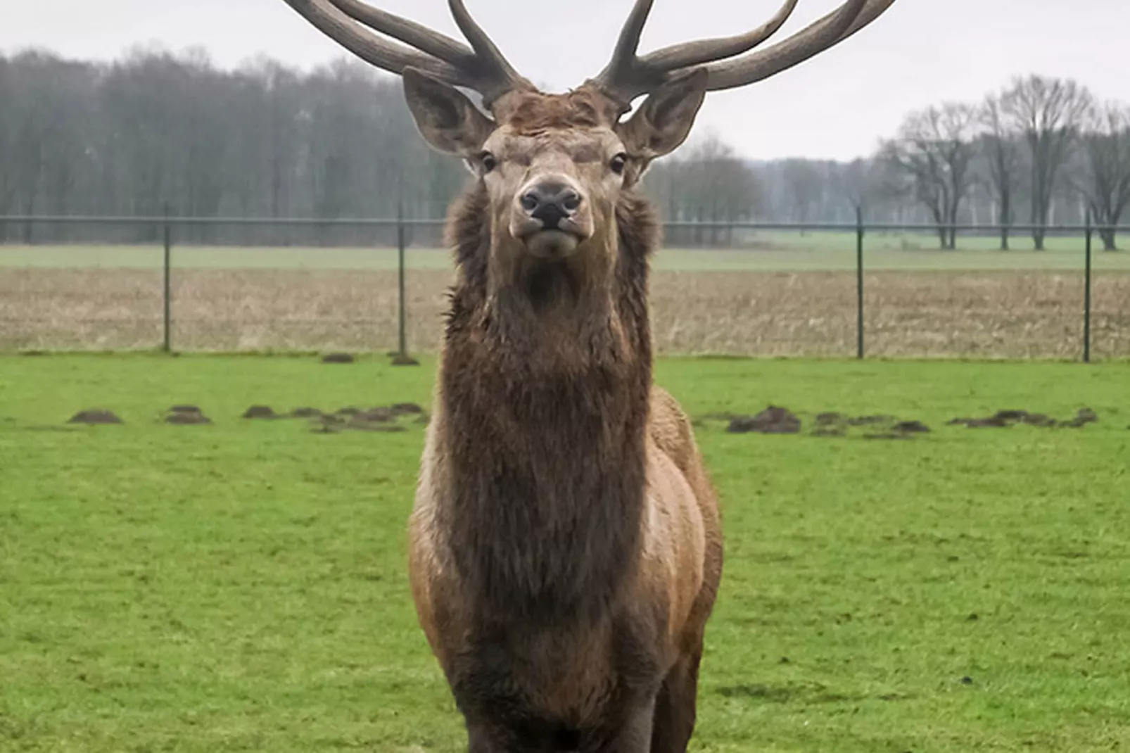 Het Edelhert-Sfeer