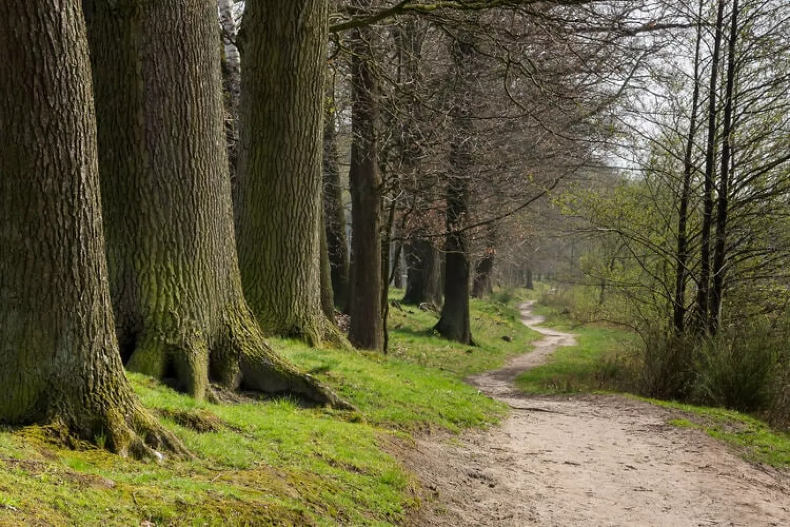 Het Edelhert-Gebieden zomer 1km