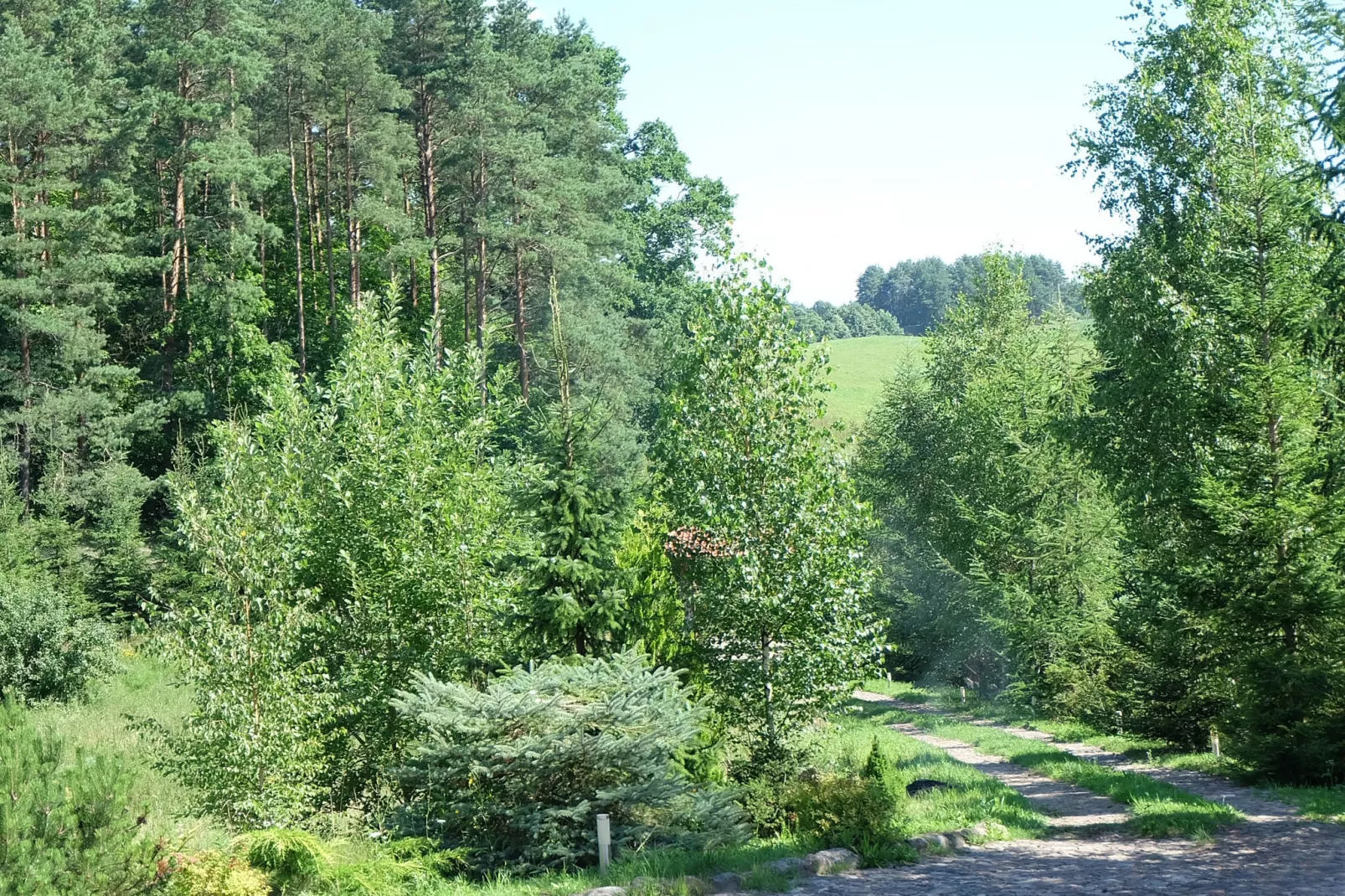 Masurian habitat-Gebieden zomer 1km