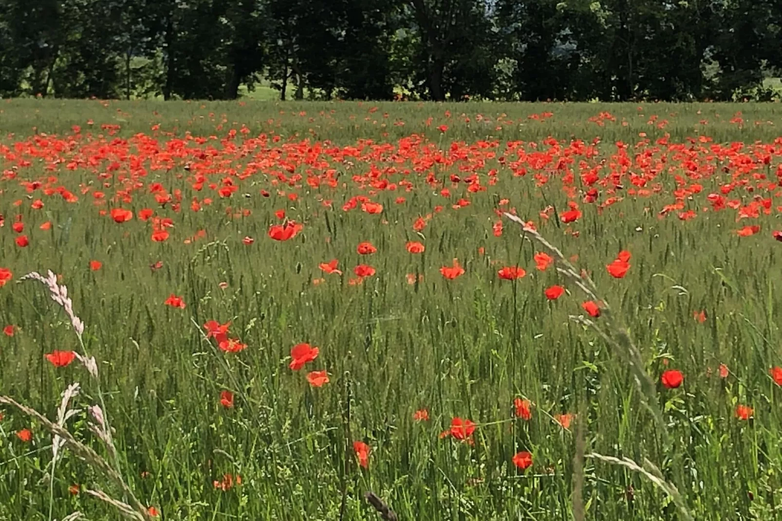 Castagno della Civetta-Sfeer