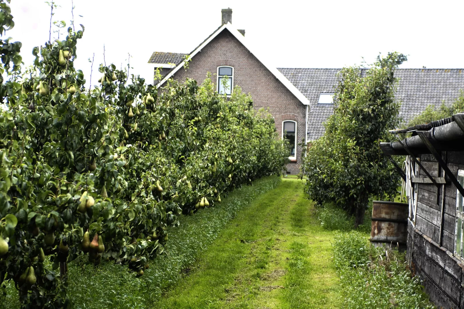 Licykreken-Gebieden zomer 1km