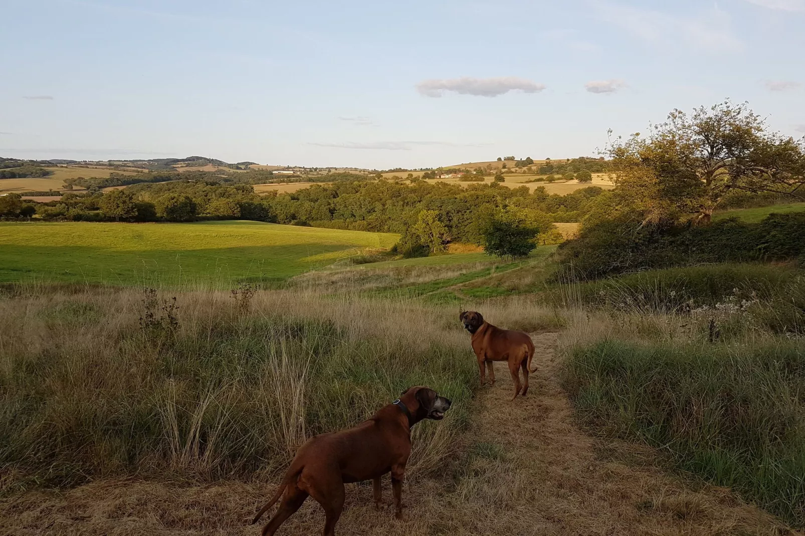 Gite Bourgogne rust & natuur-Gebieden zomer 1km