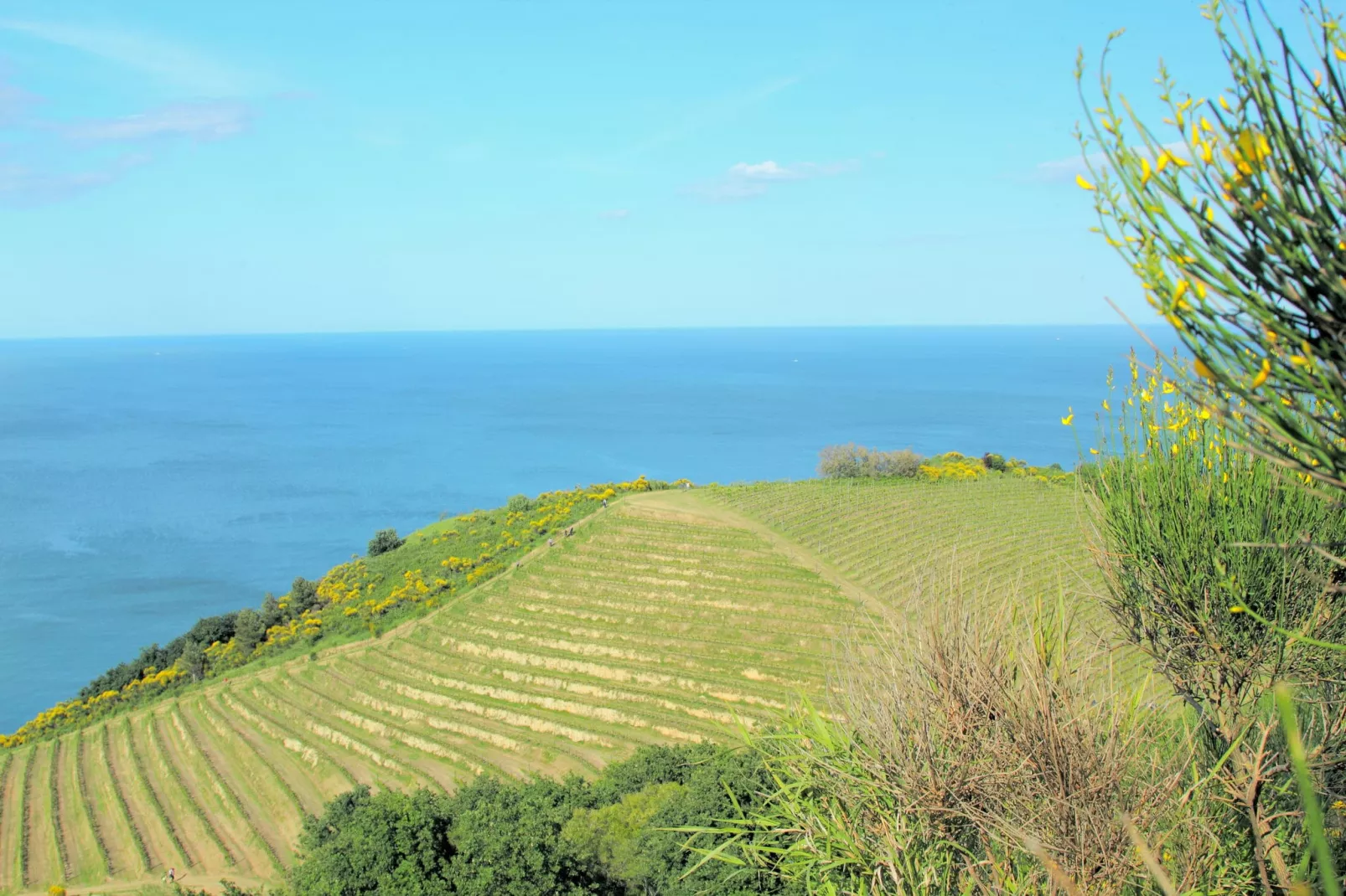 Panorama La Foglia-Gebieden zomer 20km