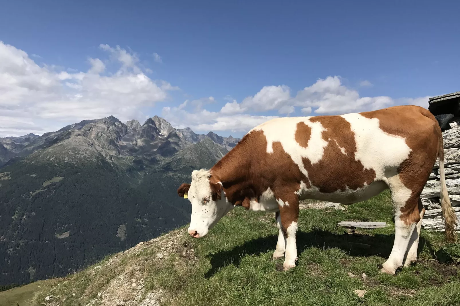 Chalet Murmel-Gebieden zomer 5km