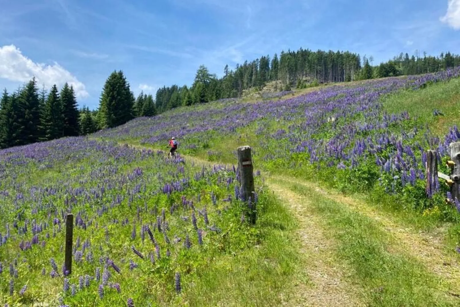 Chalet Murmel-Gebieden zomer 20km