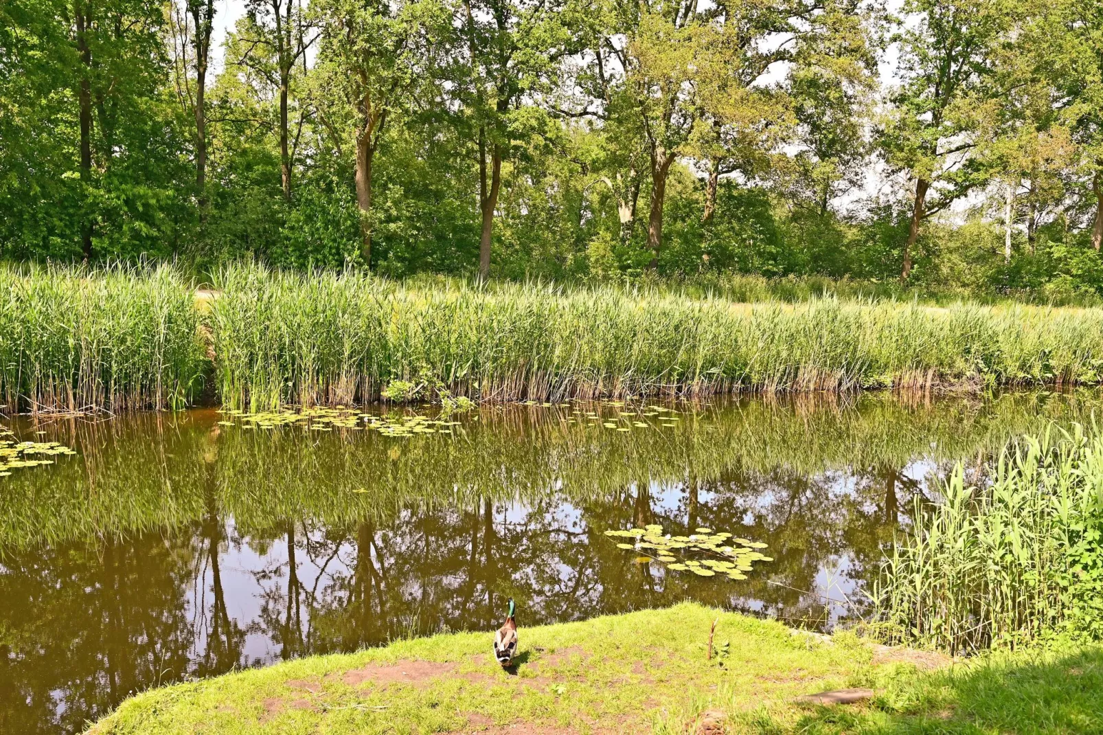 Boszicht-Gebieden zomer 1km