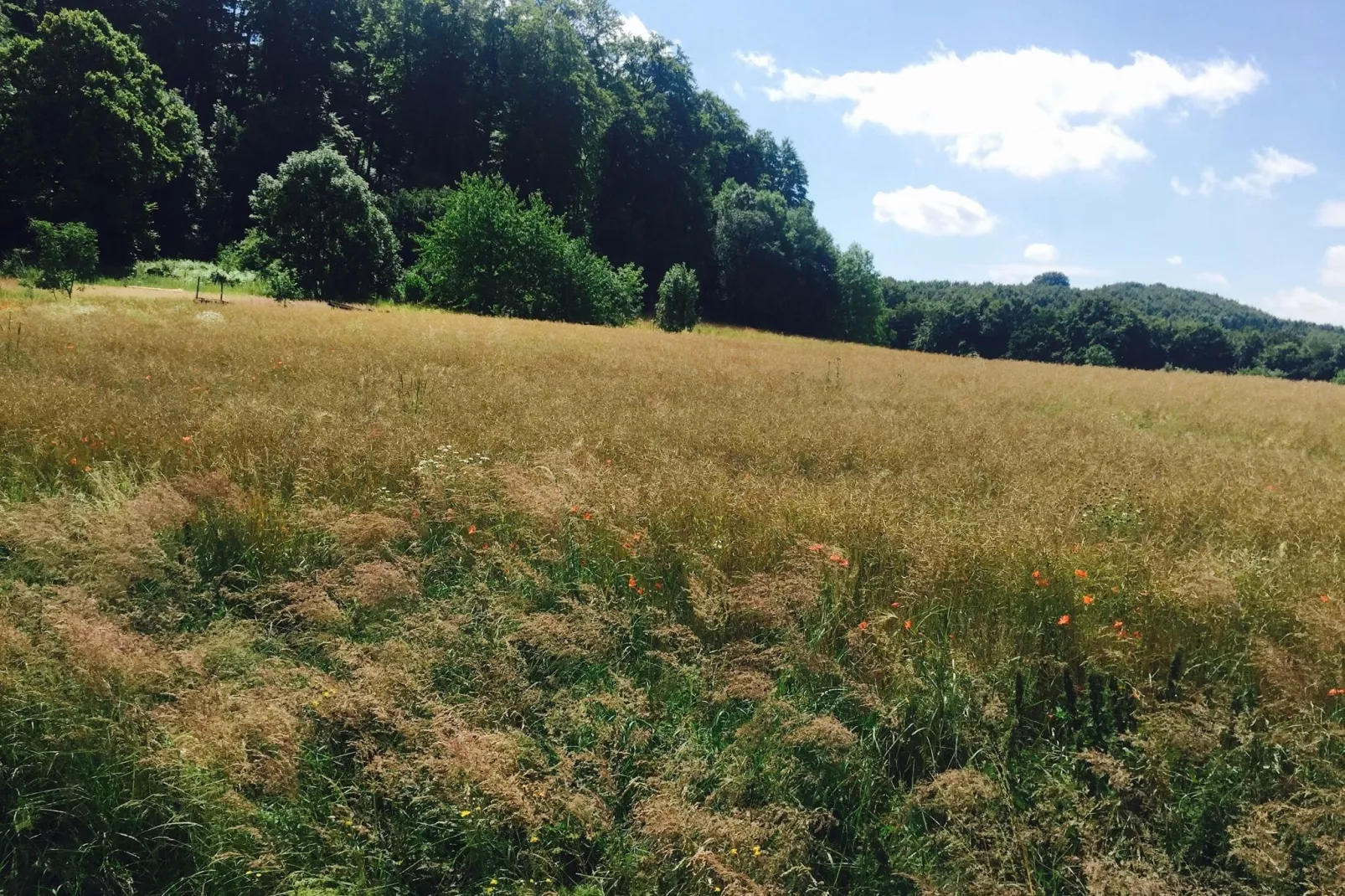 Reeenheuvel-Gebieden zomer 5km