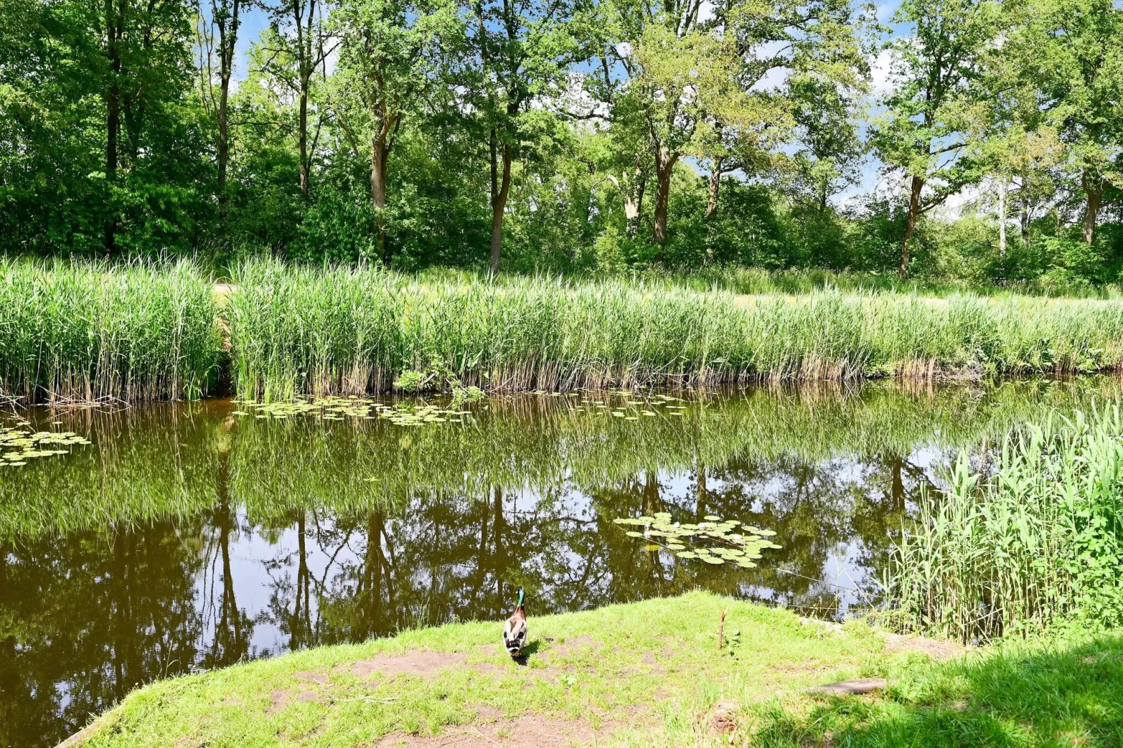 Uitzicht-Gebieden zomer 1km