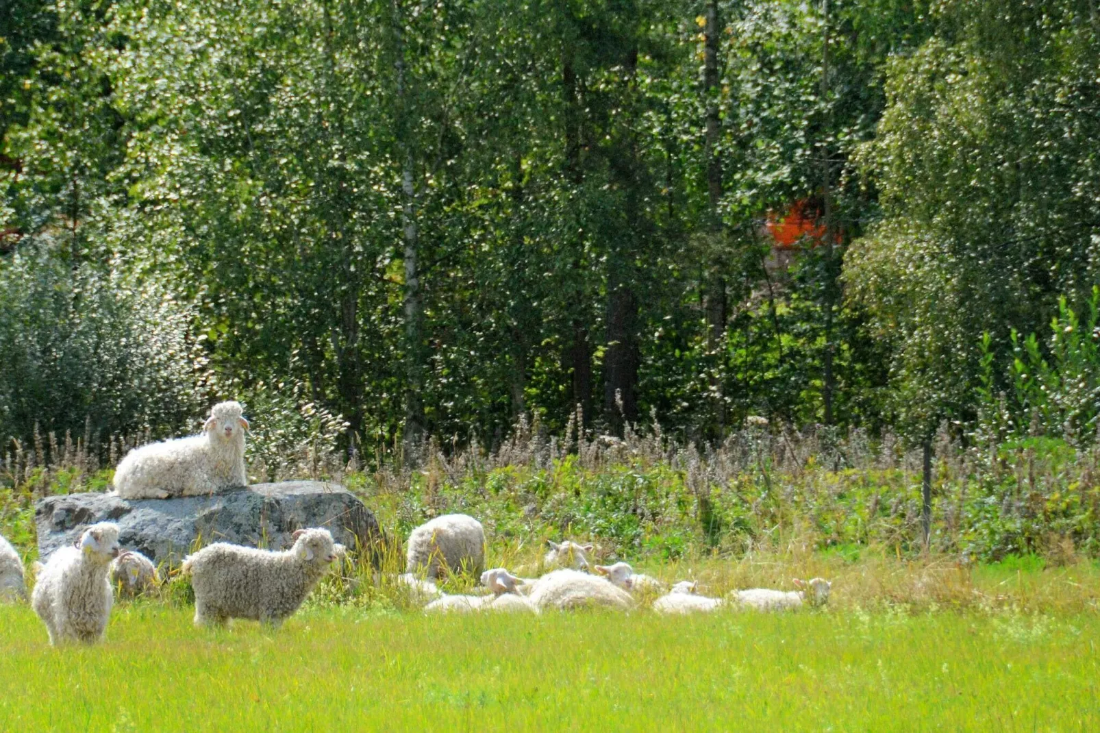 3 persoons vakantie huis in HAMMARÖ-By Traum-Niet-getagd