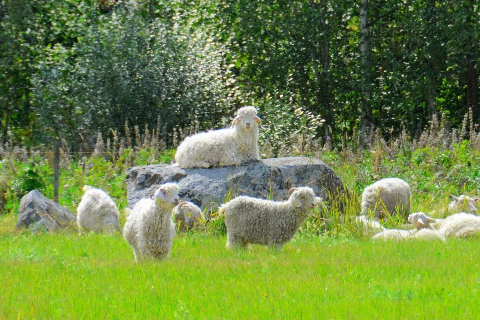 3 persoons vakantie huis in HAMMARÖ-By Traum-Niet-getagd