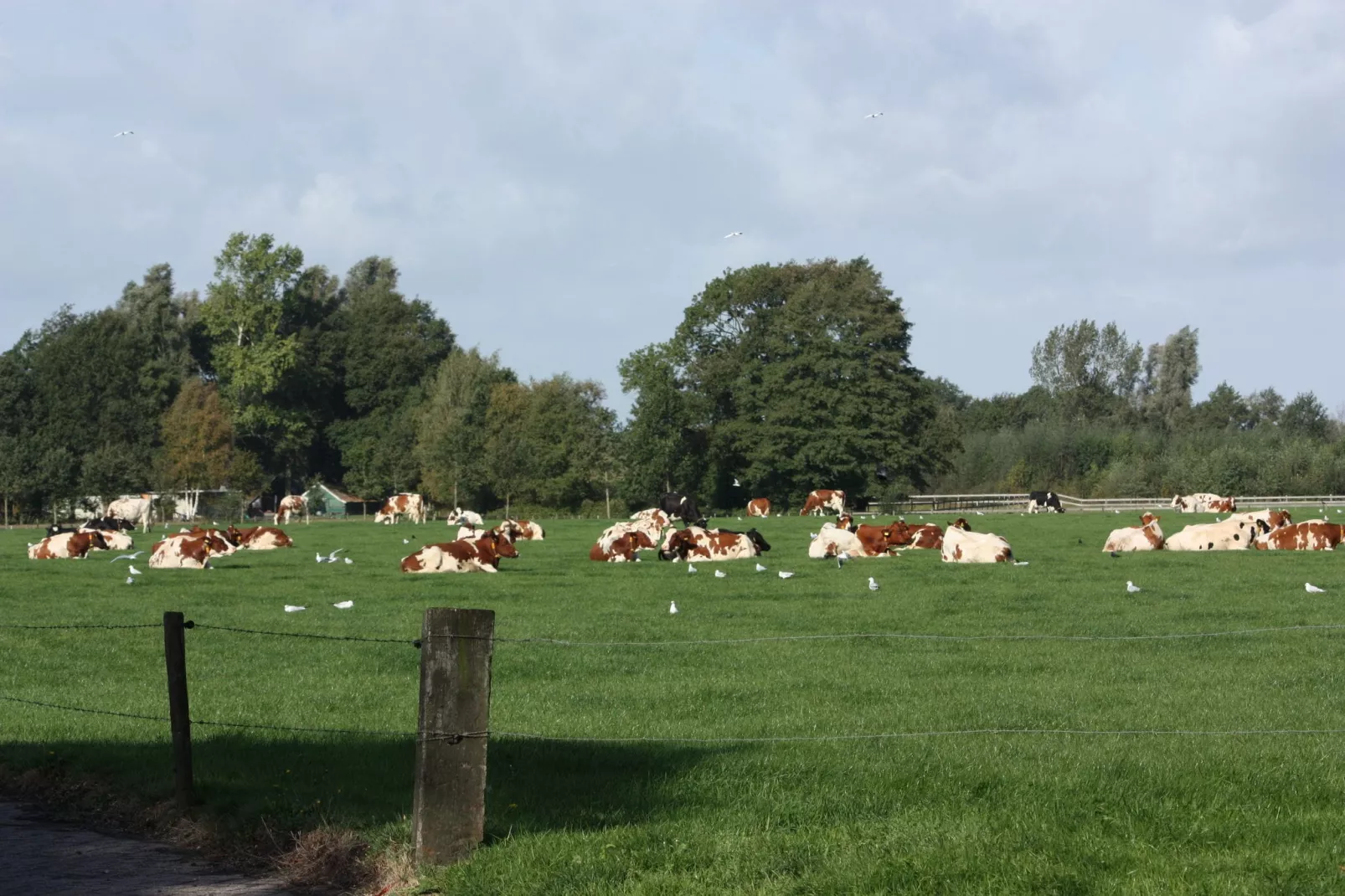 Twentepad-Gebieden zomer 1km