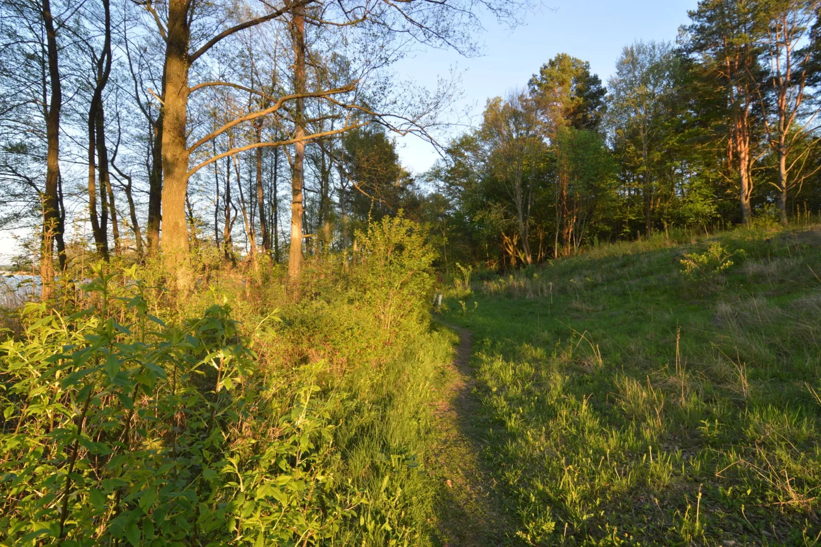 Lacus-Gebieden zomer 1km