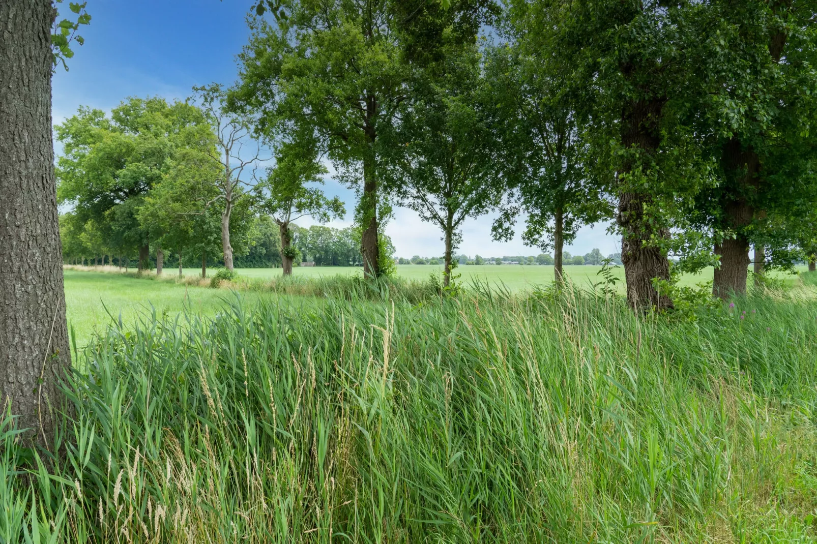 Chalet Natuurschoon-Gebieden zomer 5km