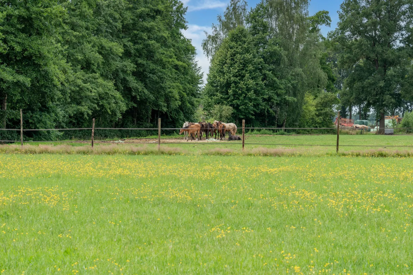 Chalet Natuurschoon-Tuinen zomer