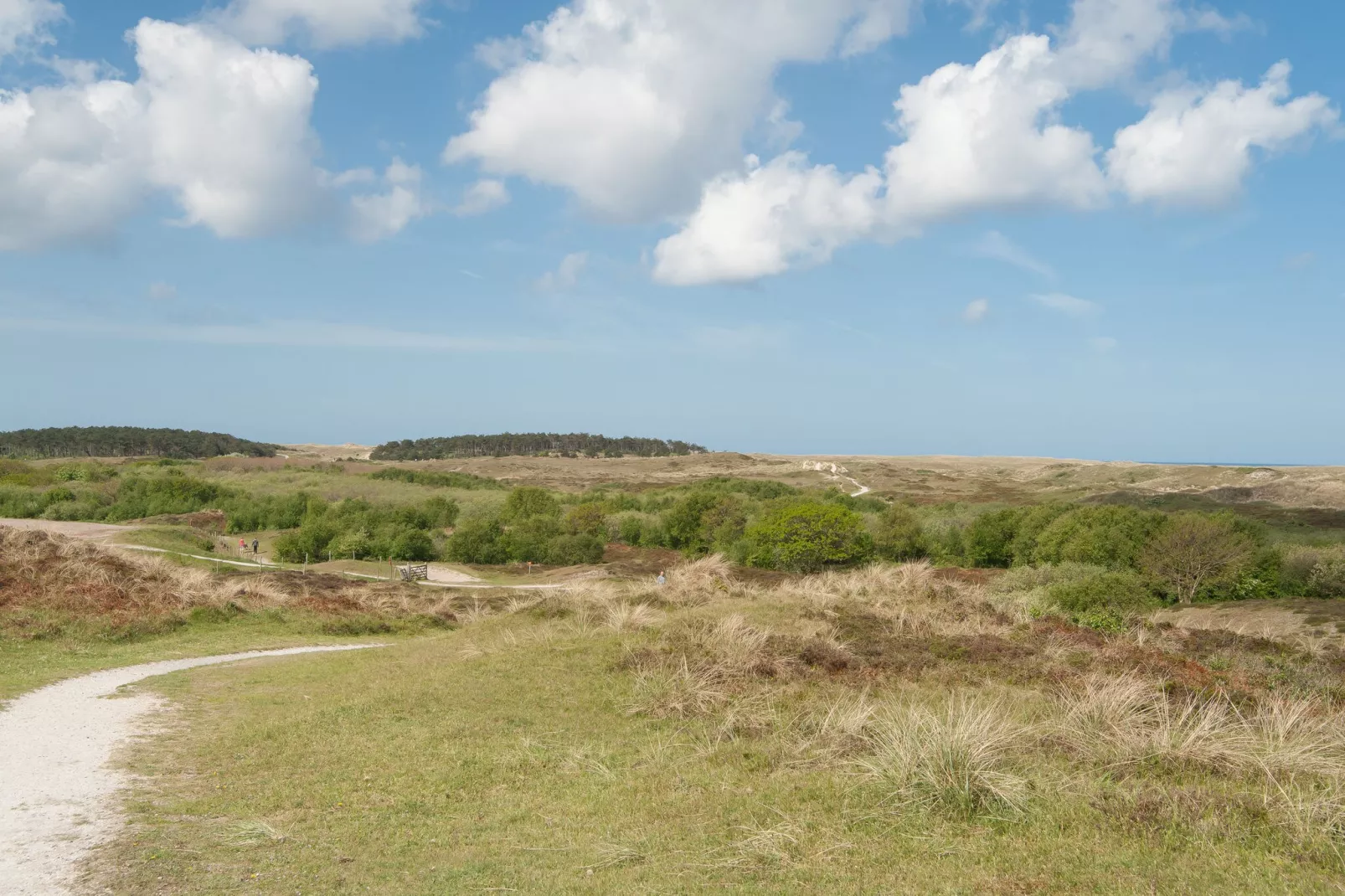 Strandhuis-Gebieden zomer 1km